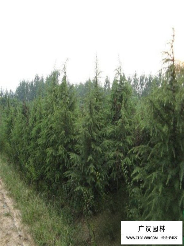 雪松的基地和價(jià)格(圖3)