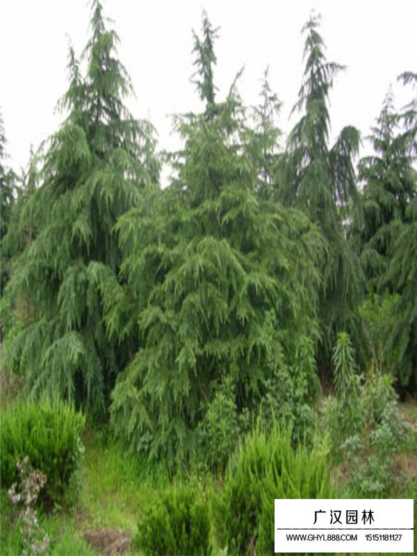 雪松的市場需求及價格(圖1)