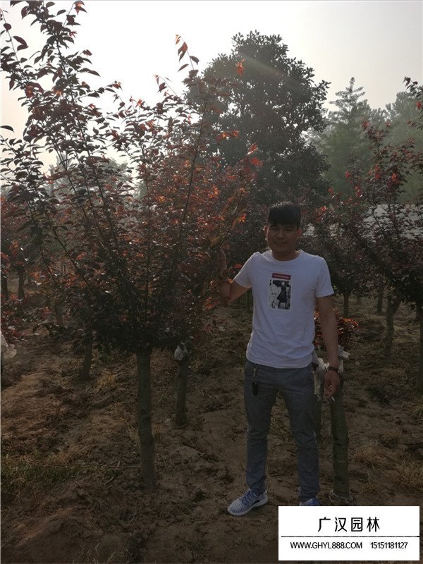 梅花病蟲害防治(圖2)