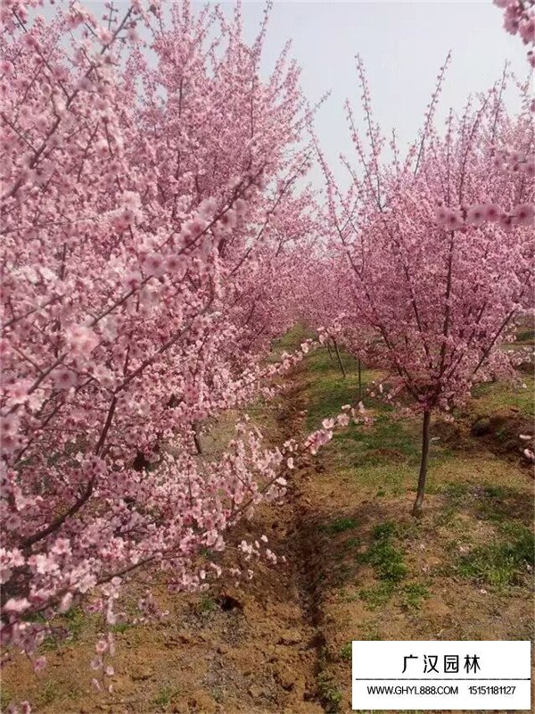 梅花的分布(圖3)