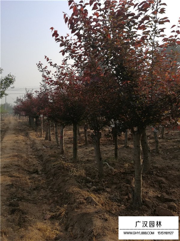 梅樹如何嫁接(圖2)