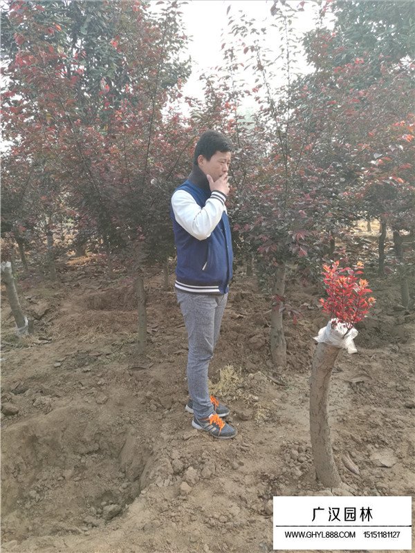 梅花的分布范圍(圖3)