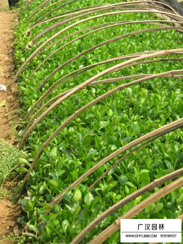 哪里有賣衛(wèi)矛小苗(圖4)