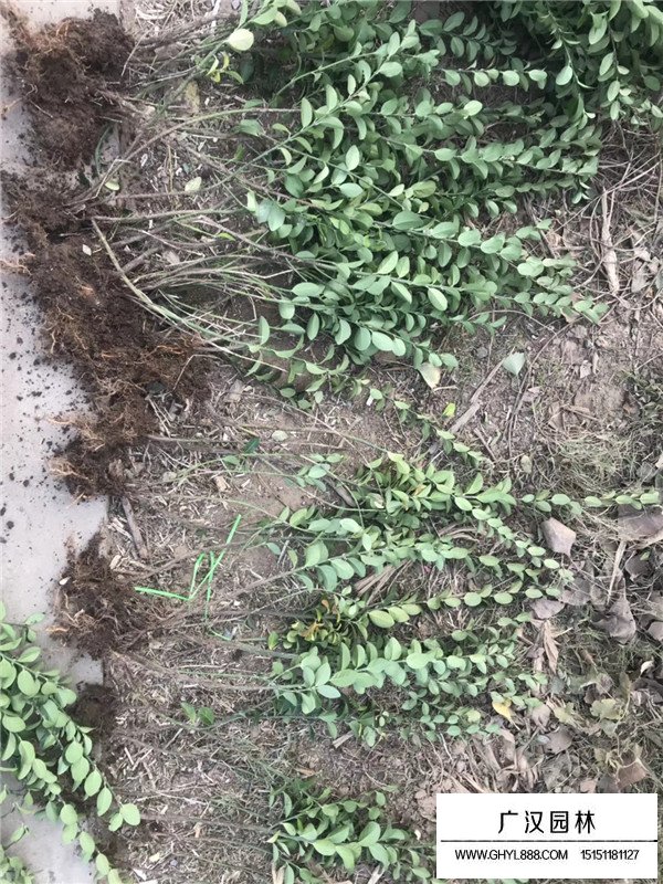 西府海棠病害防治(圖3)