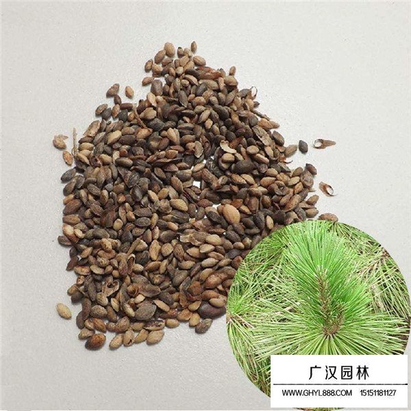 黑松有種子嗎(圖1)