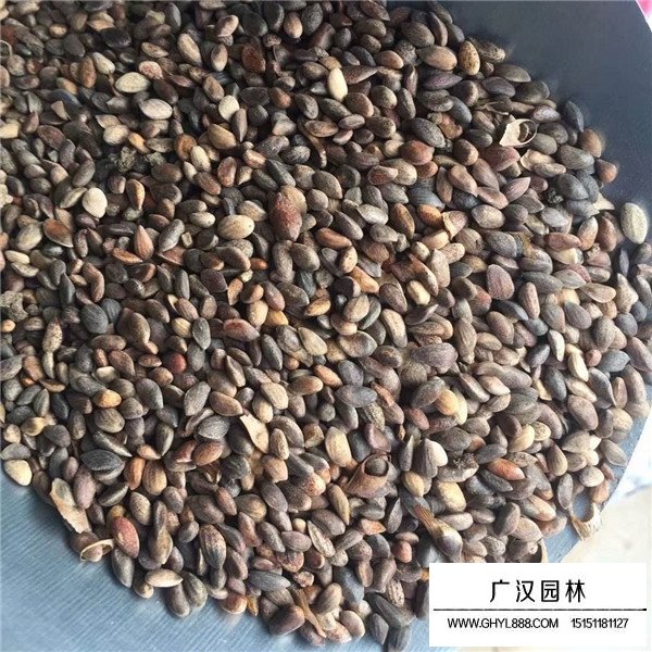 黑松有種子嗎(圖2)