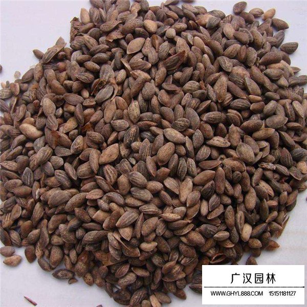 黑松種子貴嗎(圖1)