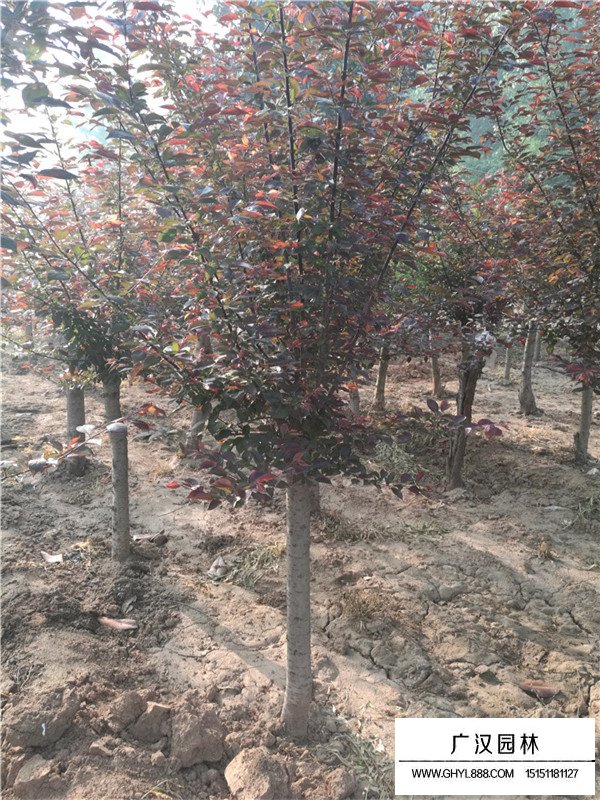 梅花的種植方法(圖4)