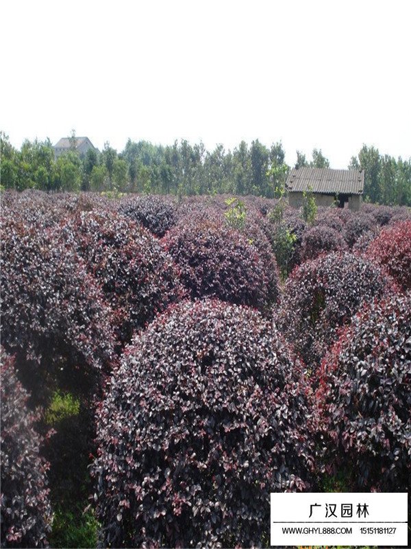 紅花繼木的種子多少錢一斤(圖1)