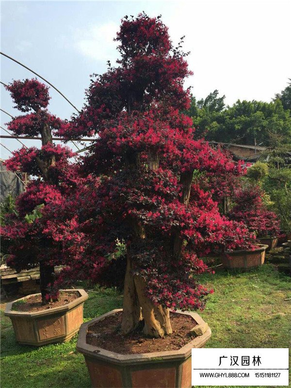 紅花繼木的種子多少錢一斤(圖4)