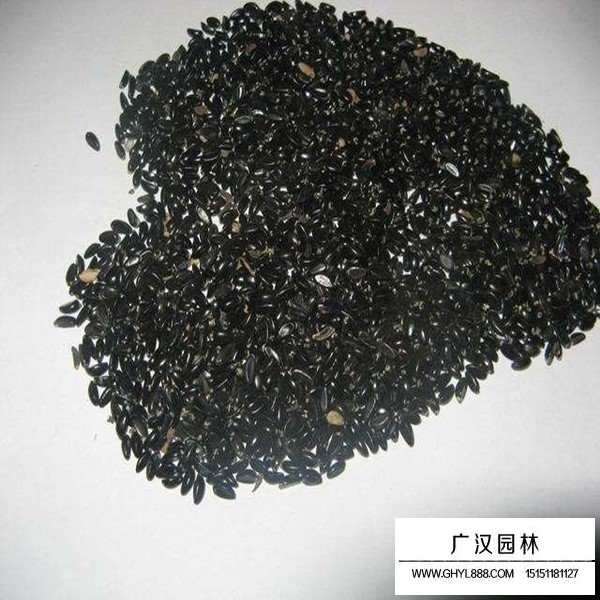 黃楊種子的產(chǎn)地在哪里(圖1)