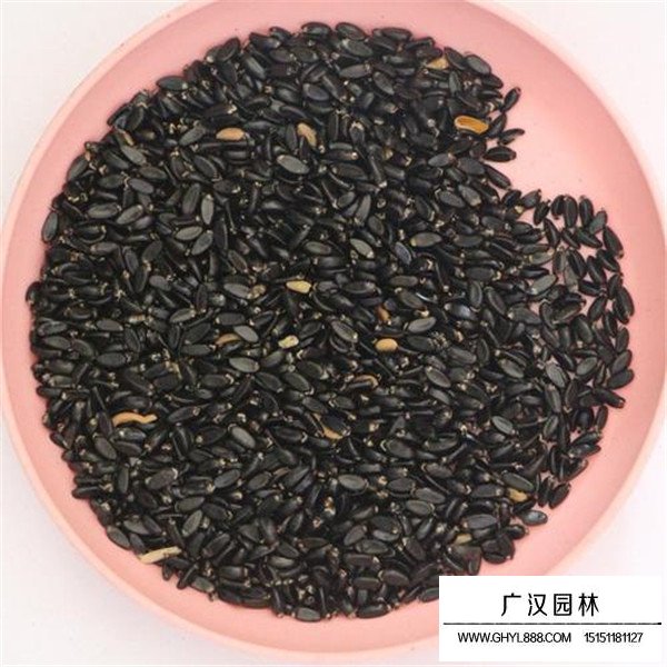 黃楊種子多少錢一斤(圖1)