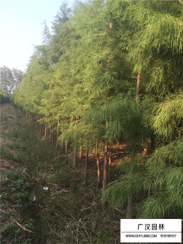 落羽杉的花期果期(圖1)