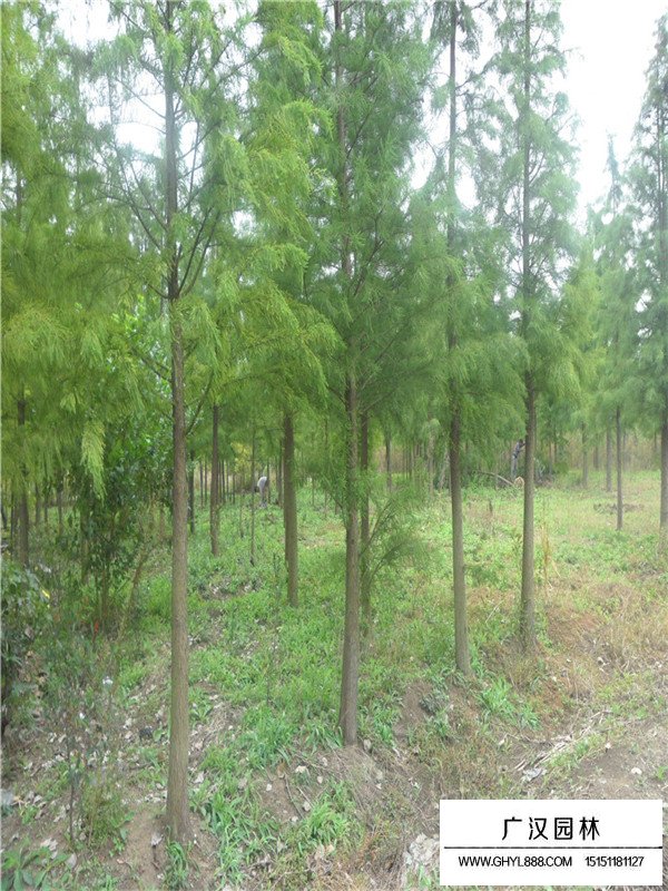 落羽杉果球(圖2)