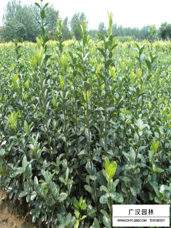 大葉黃楊的病蟲害及防治(圖4)