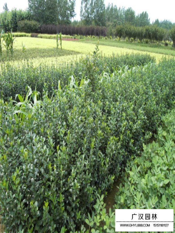 大葉黃楊尺蠖防治(圖4)