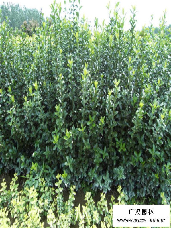 大葉黃楊相關(guān)知識(圖3)