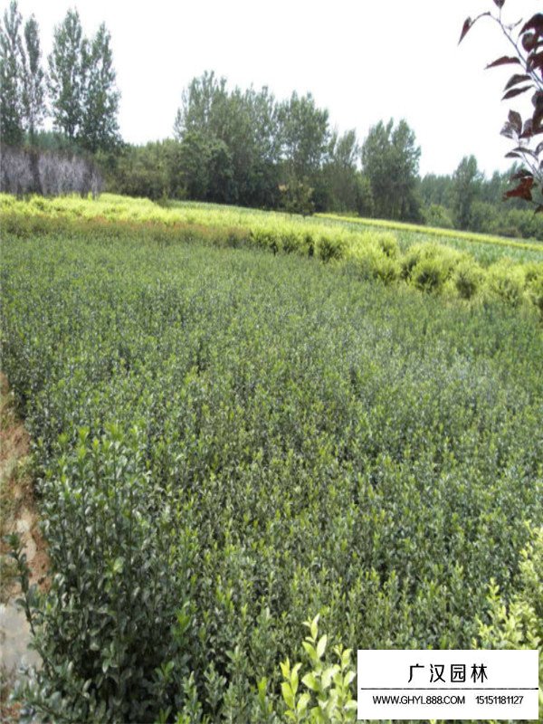 大葉黃楊的相關(guān)信息(圖1)