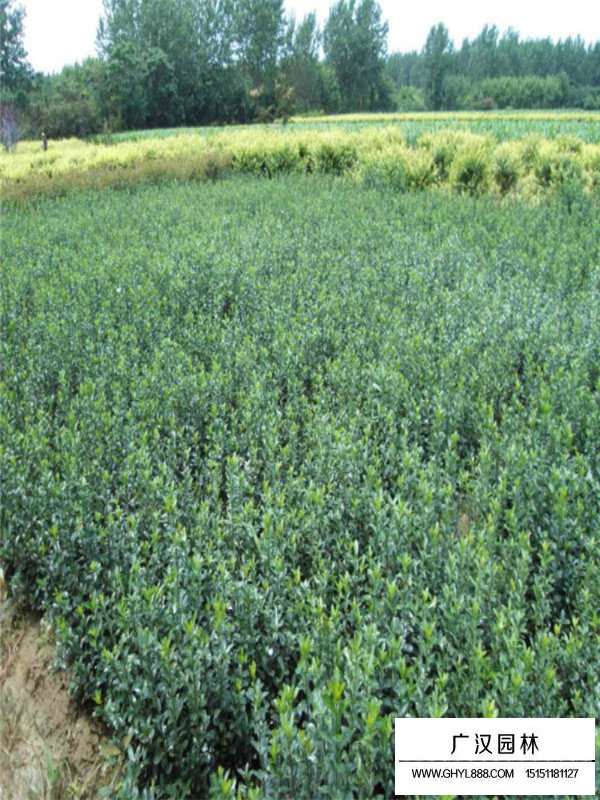 大葉黃楊與小葉黃楊的區(qū)別(圖1)