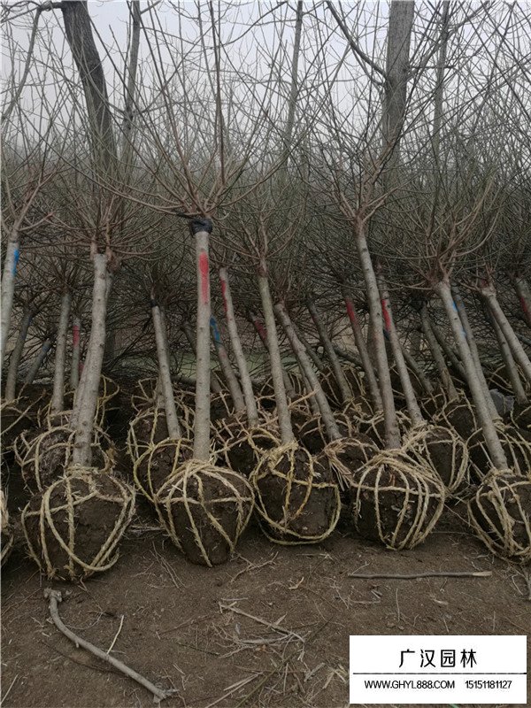 紅梅的管理及培育方法(圖2)