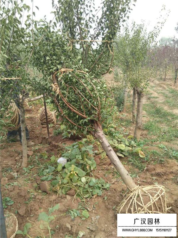 紅梅的種植管理(圖1)