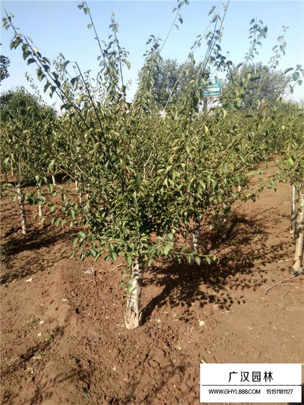 紅梅的種植管理(圖2)