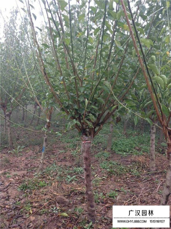 紅梅的種植管理(圖3)