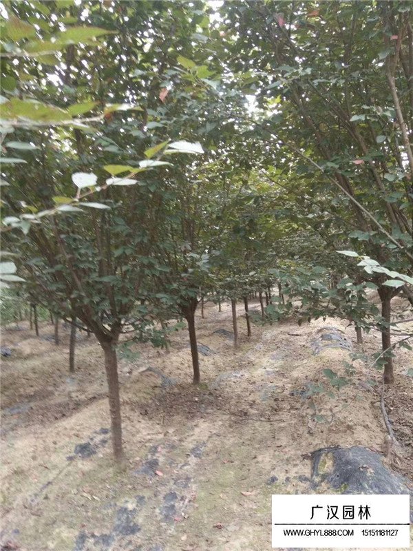 紅梅的種植管理(圖4)