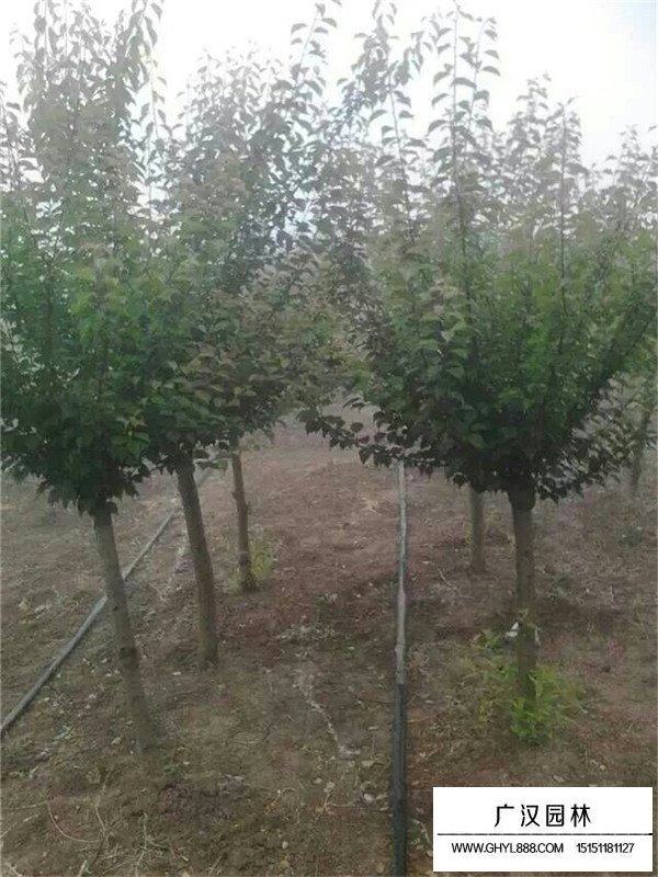 紅梅哪里最多(圖3)