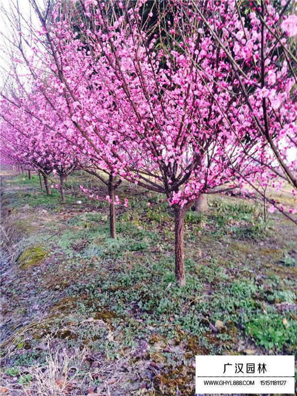 紅梅與臘梅的區(qū)別(圖1)