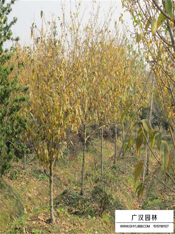 紅梅與臘梅的區(qū)別(圖3)