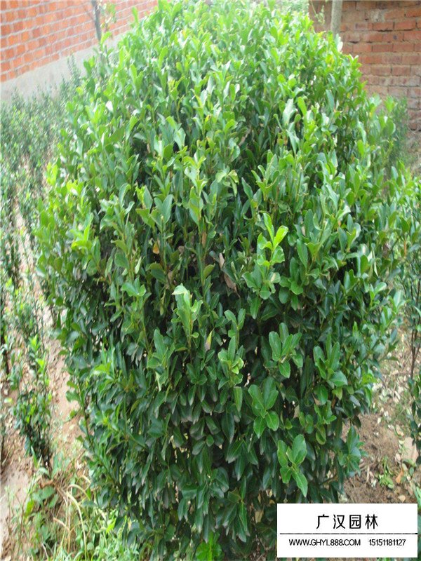 衛(wèi)矛病蟲害防治(圖4)