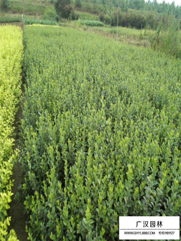 衛(wèi)矛的栽培技術(shù)(圖3)