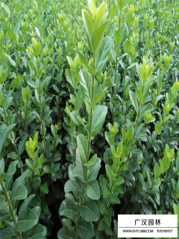 衛(wèi)矛種植技術(shù)(圖2)