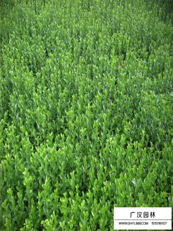 衛(wèi)矛的最新價格(圖2)