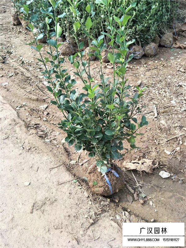 衛(wèi)矛價(jià)格(圖1)