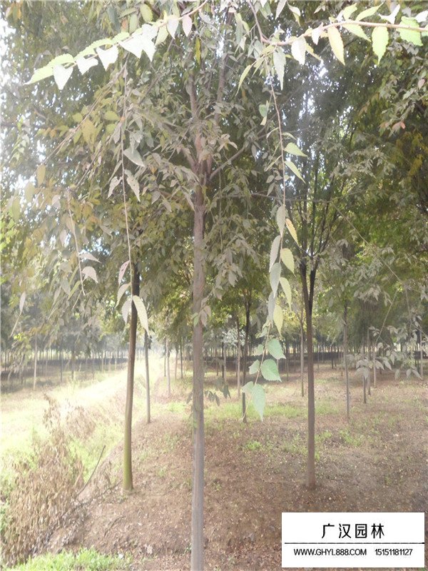 紅櫸樹哪里多(圖2)