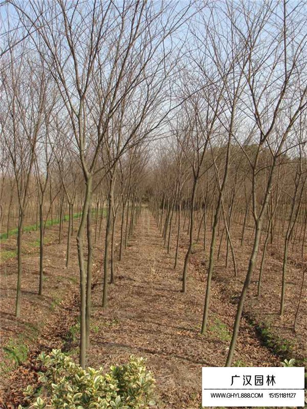 有關(guān)紅櫸的介紹(圖4)