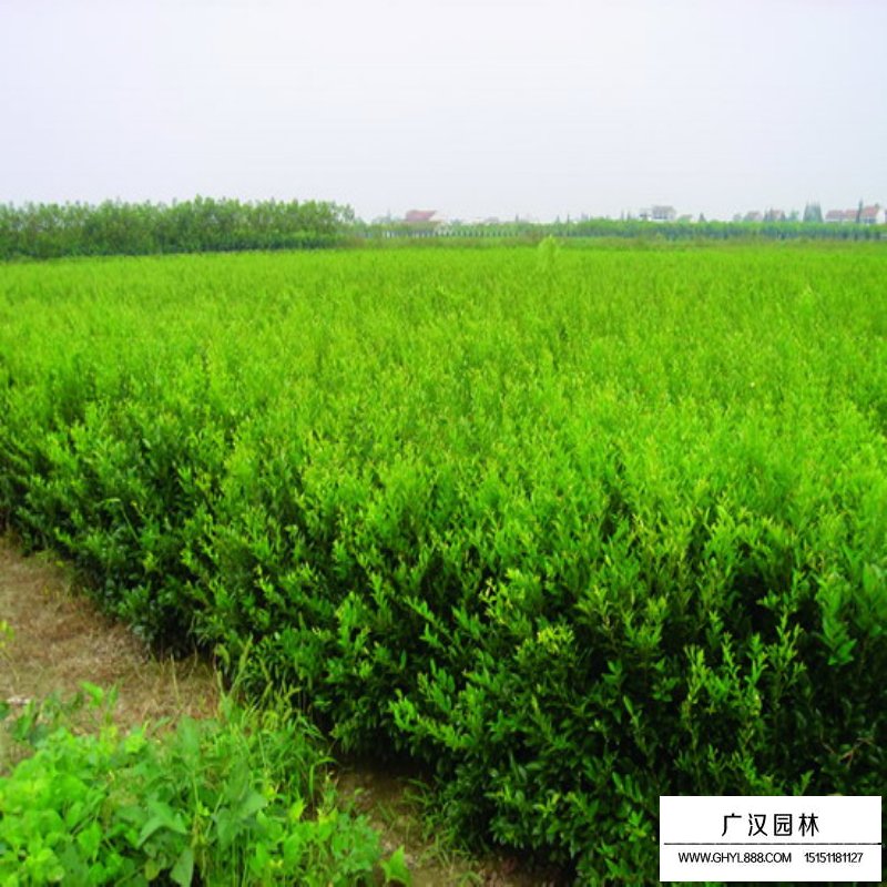 水臘小苗種植基地(圖3)