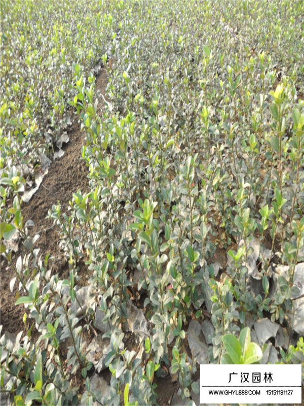 扶芳藤花期和果期(圖1)