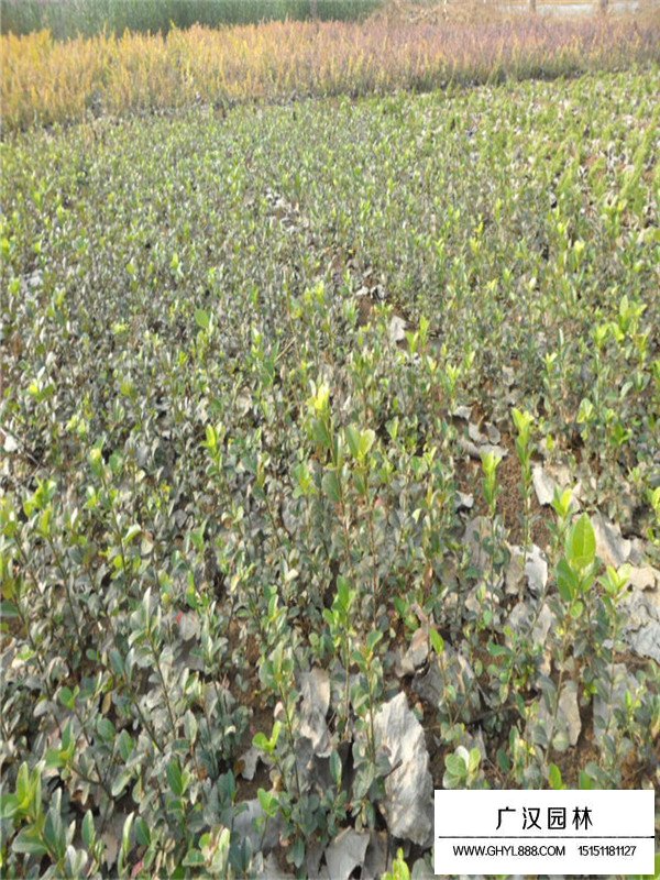 扶芳藤花期和果期(圖2)