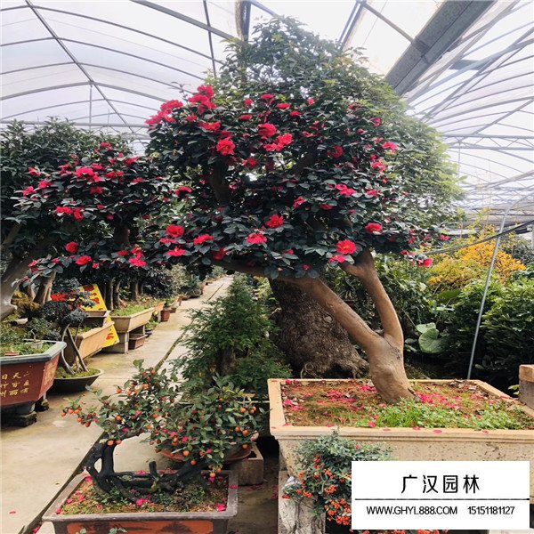 茶梅好養(yǎng)嗎(圖1)