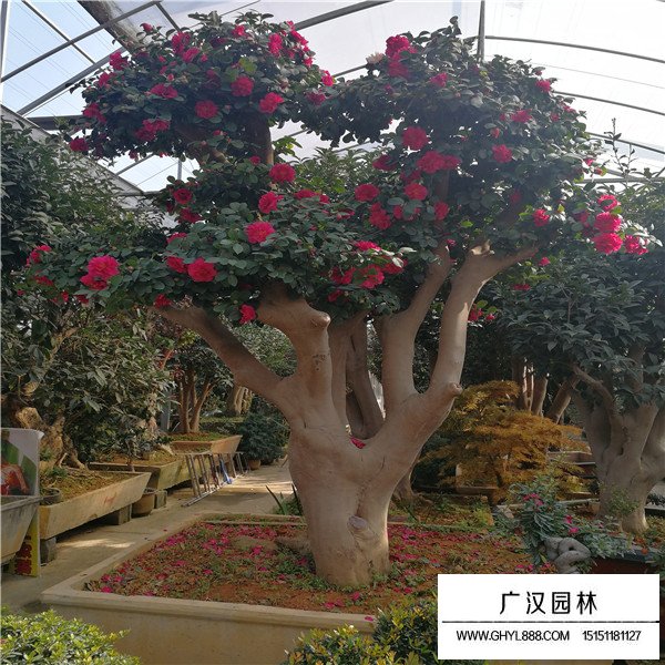 茶梅好養(yǎng)嗎(圖3)