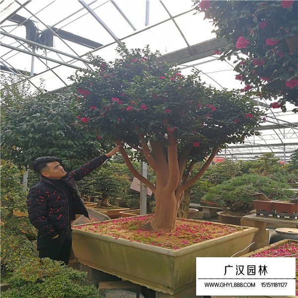 茶梅養(yǎng)殖技巧(圖2)