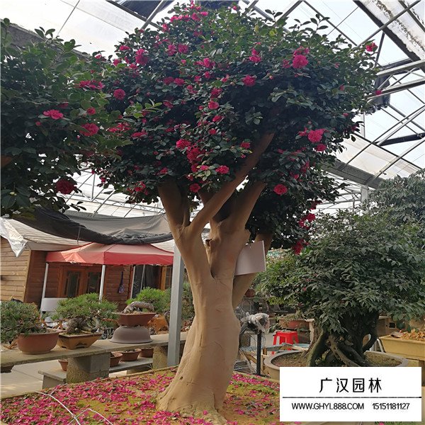 茶梅養(yǎng)殖技巧(圖3)