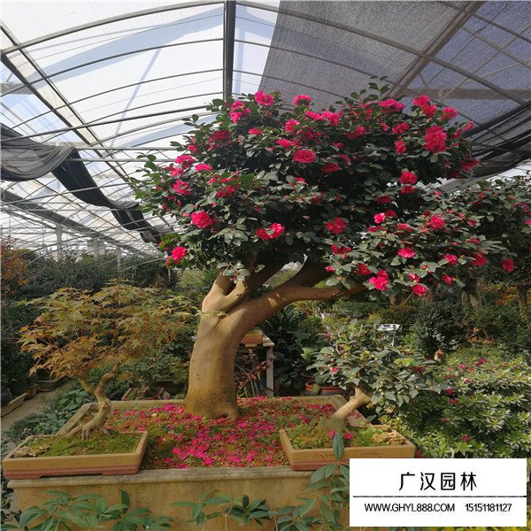 怎樣制作茶梅樁盆景(圖3)