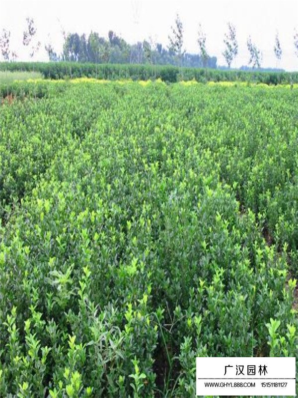 扶芳藤的開(kāi)花日期和果期(圖4)