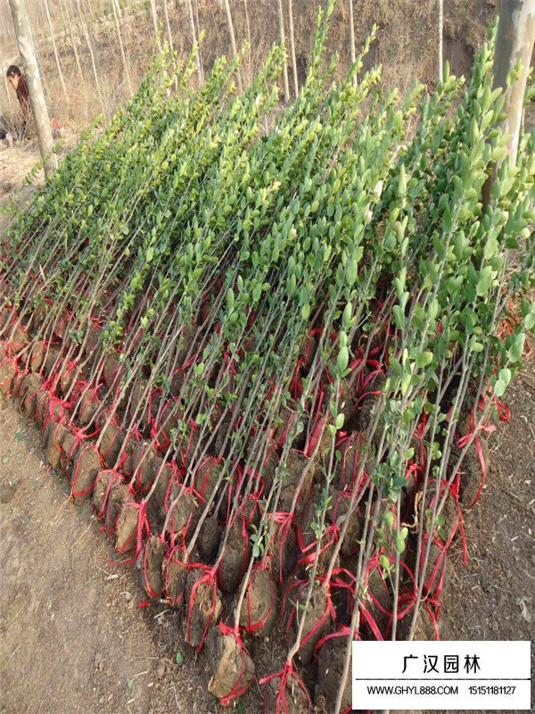 北海道黃楊的種植注意事項(xiàng)(圖4)