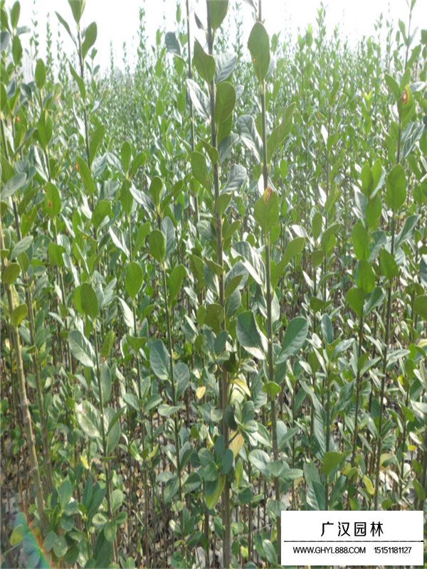 北海道黃楊的種植密度(圖1)