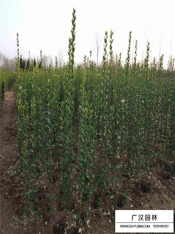 北海道黃楊的種植密度(圖3)